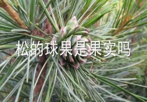松的球果是果实吗？