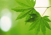 春天树叶的颜色和形状