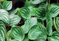 圆叶椒草有毒吗？