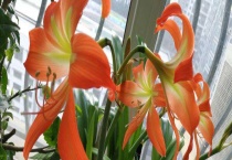 对兰与朱顶红的区别？