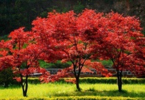 红枫叶子干枯还能活吗？