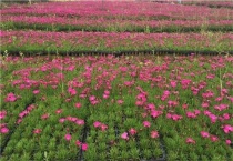 欧石竹耐寒吗？