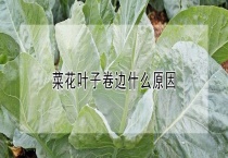 菜花叶子卷边什么原因？