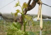 葡萄绿盲蝽用什么药