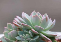 植物有系统吗？