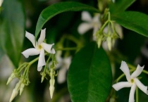 盘龙桂的繁育多久？