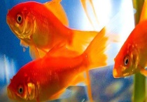 金鱼怎么分公母？附其它区别？