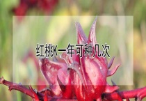 红桃K一年可种几次