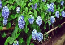 绣球花的养殖方法 绣球花的生长习性