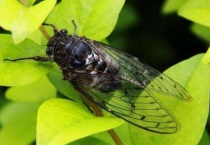 知了有寄生虫吗？