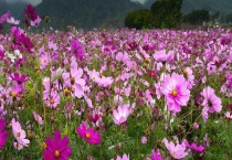 八瓣梅和格桑花有什么不同 八瓣梅长什么样