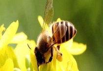 中蜂加新巢础的方法及注意事项