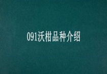 091沃柑品种介绍