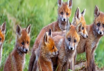 狐狸疾病防治技术 附发病原因？