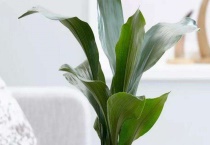 一叶兰有毒吗？