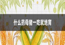 什么药母猪一吃就绝育