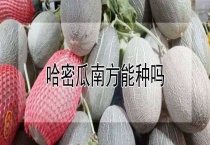 哈密瓜南方能种吗？