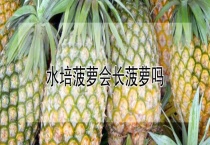 水培菠萝会长菠萝吗？