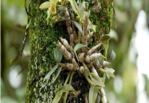 铁皮石斛保存方法 铁皮石斛的食用多久？