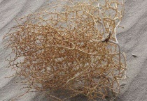 风滚草在中国叫什么？