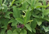 半夏种植难度有哪些？