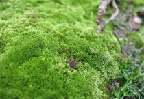 大棚长绿苔怎么办？