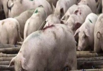 得过非洲猪瘟的猪有没有抗体 附非洲猪瘟介绍