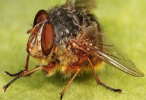 苍蝇的生长过程 详细介绍