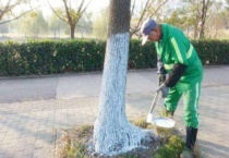 树木涂白的最佳时间