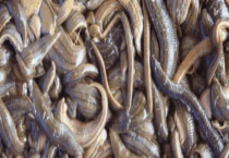 水蛭养殖场建设方法 从以下几方面分析