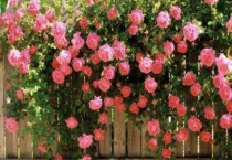 莫奈月季是藤本吗？