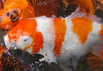 锦鲤和草金鱼的区别？ 附锦鲤的特征