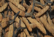 虫草长霉了还能不能吃 如何防止虫草长霉