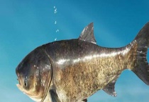 鳙鱼的生活习性及特点 附其生长速度