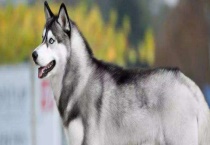 哈士奇和狼有什么区别？ 外形相似但性格不同