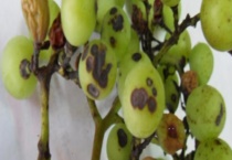 葡萄黑痘病防治措施 以及其发病症状