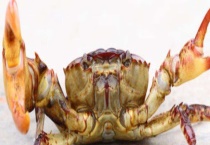 蟹黄和蟹膏的区别？ 什么是蟹黄