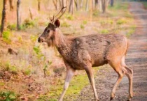 什么是水鹿指名亚种