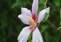 白色紫荆花叫什么？