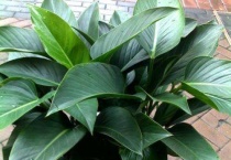 金钻用高盆还是矮盆