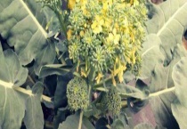 开花了的西蓝花还能不能吃 附西兰花的做法