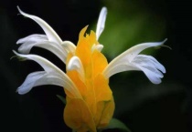 黄虾花叶打卷怎么办？