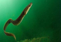 鳗鱼和鳝鱼的区别？ 详细介绍