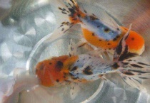 观赏鱼种类冷水鱼