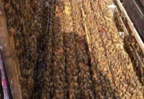 蜜蜂秋繁 附详细介绍