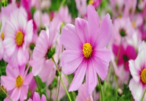 格桑花到底是什么？从以下三个方面入手