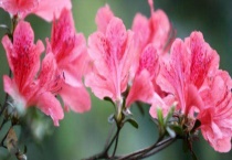 杜鹃花喜欢阳光吗？