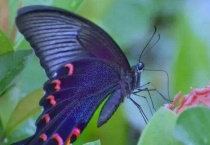 凤尾蝶常见吗？