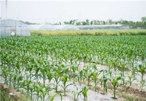 玉米什么时候停止浇水