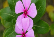 五叶梅和长春花的区别？